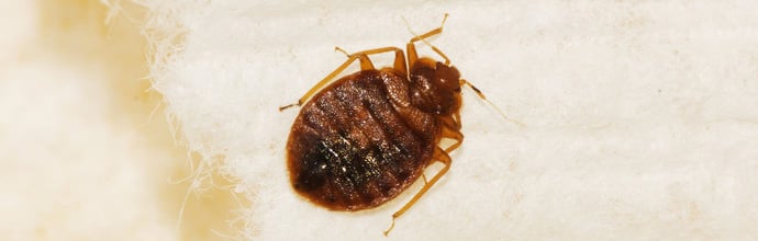 Pest Page