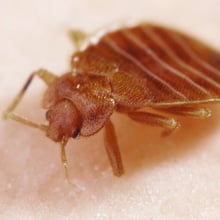 Pest Page