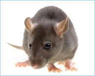 Mice
