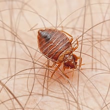 Pest Page